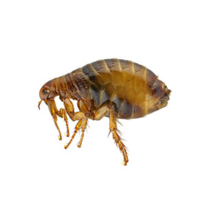 Flea identification in Winston-Salem |  McNeely Pest Control, Inc