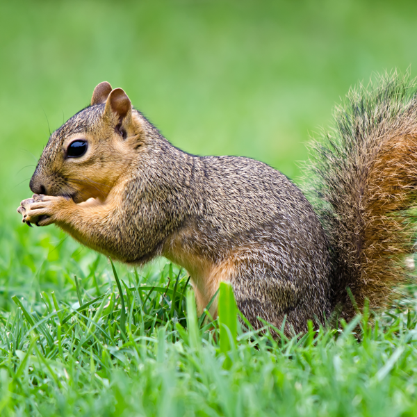 Fox squirrel identification in Winston-Salem - McNeely Pest Control, Inc
