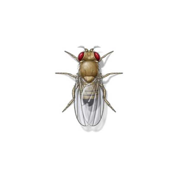 Fruit Fly identification in Winston-Salem |  McNeely Pest Control, Inc