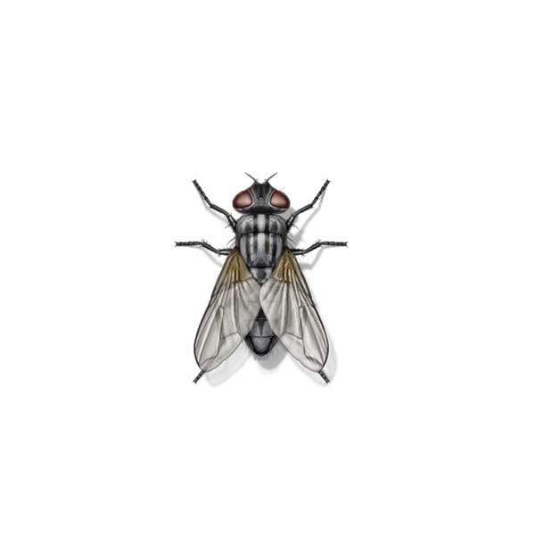Garbage Fly identification in Winston-Salem |  McNeely Pest Control, Inc