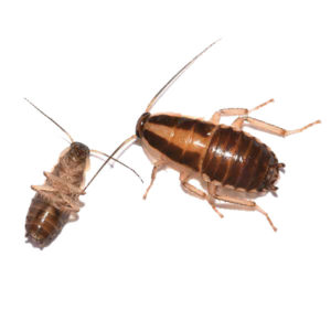 German Cockroach identification in Winston-Salem |  McNeely Pest Control, Inc