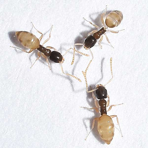 Ghost Ant identification in Winston-Salem |  McNeely Pest Control, Inc