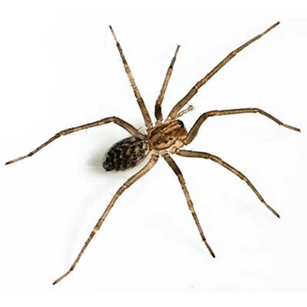 Giant House Spider identification in Winston-Salem |  McNeely Pest Control, Inc