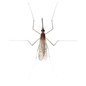 Gnat identification in Winston-Salem |  McNeely Pest Control, Inc