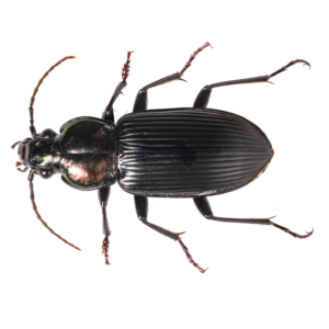 Ground Beetle identification in Winston-Salem |  McNeely Pest Control, Inc