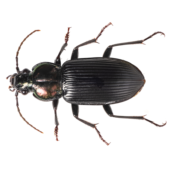 Ground Beetle identification in Winston-Salem |  McNeely Pest Control, Inc