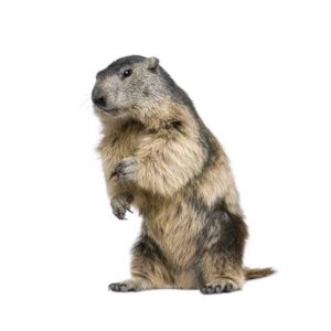 Groundhog identification in Winston-Salem |  McNeely Pest Control, Inc