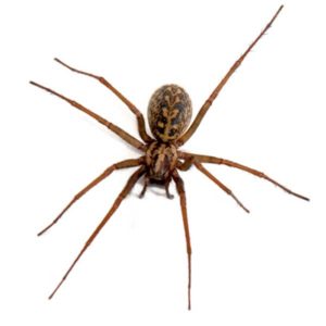 Hobo Spider identification in Winston-Salem |  McNeely Pest Control, Inc