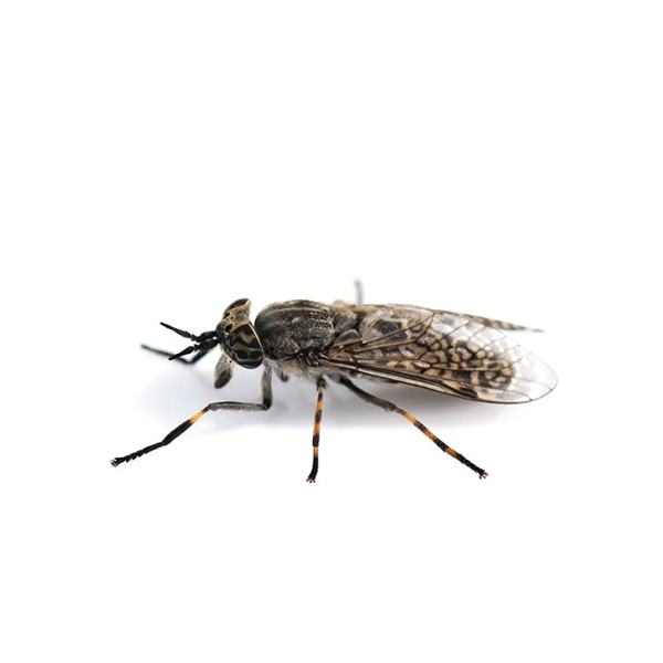 Horse Fly identification in Winston-Salem |  McNeely Pest Control, Inc