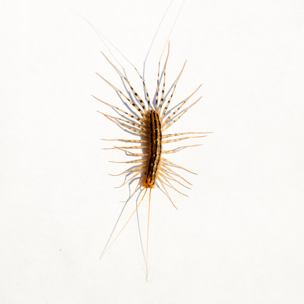 House Centipede identification in Winston-Salem |  McNeely Pest Control, Inc