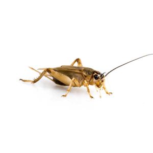 House Cricket identification in Winston-Salem |  McNeely Pest Control, Inc