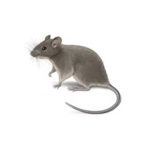 House Mouse identification in Winston-Salem |  McNeely Pest Control, Inc
