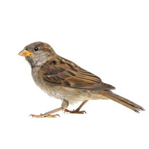 House Sparrow identification in Winston-Salem |  McNeely Pest Control, Inc