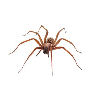 House Spider identification in Winston-Salem |  McNeely Pest Control, Inc