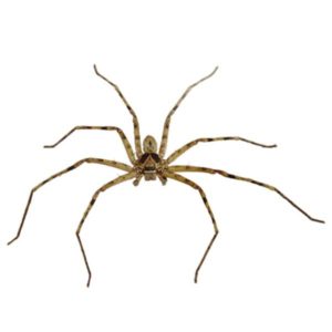 Huntsman Spider identification in Winston-Salem |  McNeely Pest Control, Inc