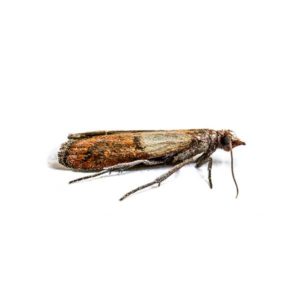 Indian Meal Moth identification in Winston-Salem |  McNeely Pest Control, Inc