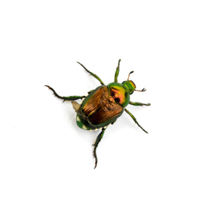 Japanese Beetle identification in Winston-Salem |  McNeely Pest Control, Inc