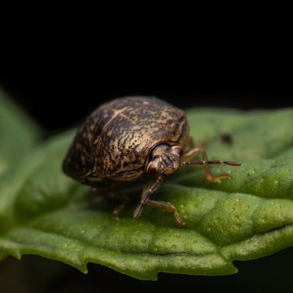 Kudzu Bug identification in Winston-Salem |  McNeely Pest Control, Inc