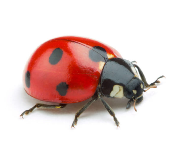 Ladybug identification in Winston-Salem |  McNeely Pest Control, Inc