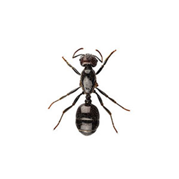 Little Black Ant identification in Winston-Salem |  McNeely Pest Control, Inc