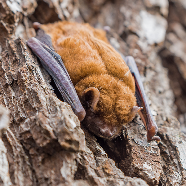 Little Brown Bat identification in Winston-Salem |  McNeely Pest Control, Inc
