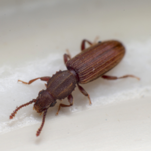 Merchant Grain Beetle identification in Winston-Salem |  McNeely Pest Control, Inc