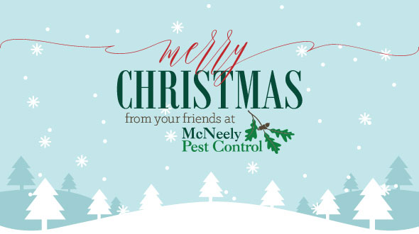 Christmas Tree Bugs and Insect Treament advice