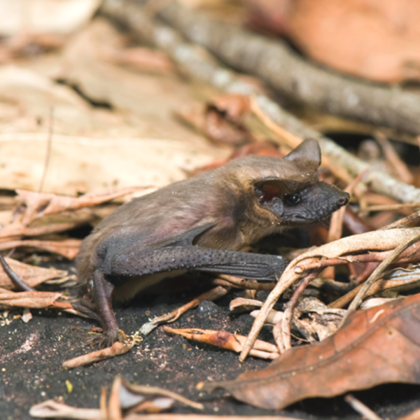 Mexican Free-Tailed Bat identification in Winston-Salem |  McNeely Pest Control, Inc