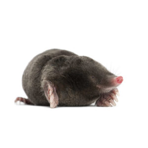 Mole identification in Winston-Salem |  McNeely Pest Control, Inc
