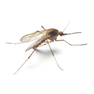Mosquito identification in Winston-Salem |  McNeely Pest Control, Inc
