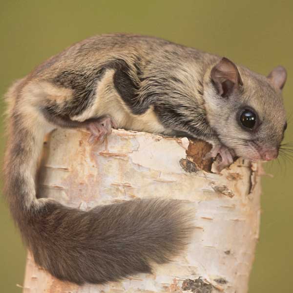 Northern Flying Squirrel identification in Winston-Salem |  McNeely Pest Control, Inc