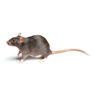 Norway Rat identification in Winston-Salem |  McNeely Pest Control, Inc