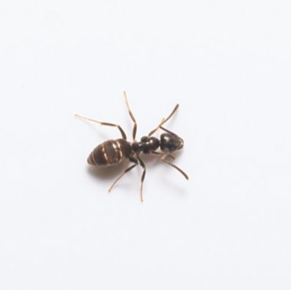Odorous House Ant identification in Winston-Salem |  McNeely Pest Control, Inc