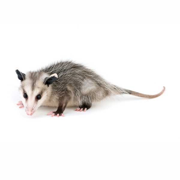 Opossum identification in Winston-Salem |  McNeely Pest Control, Inc