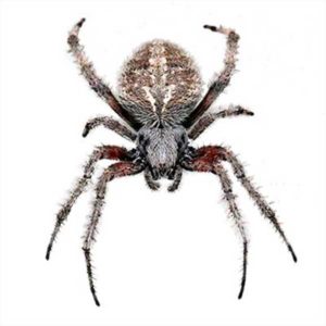 Orb-Weaver Spider identification in Winston-Salem |  McNeely Pest Control, Inc