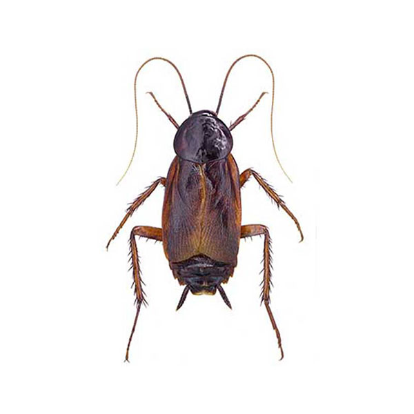Oriental Cockroach identification in Winston-Salem |  McNeely Pest Control, Inc
