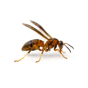 Paper Wasp identification in Winston-Salem |  McNeely Pest Control, Inc