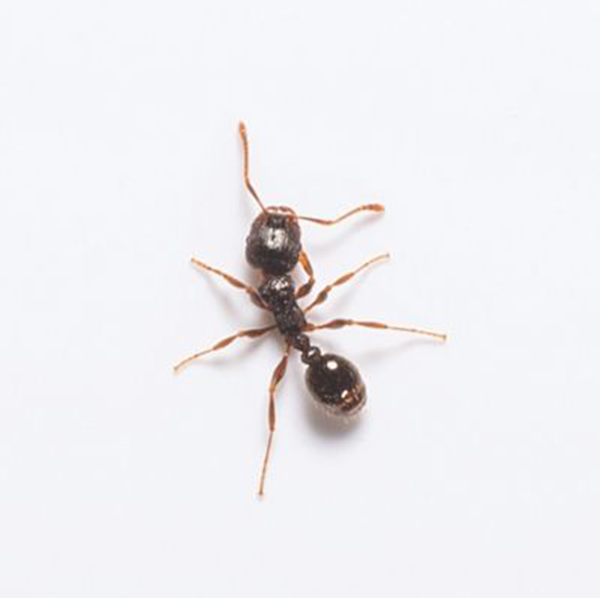 Pavement Ant identification in Winston-Salem |  McNeely Pest Control, Inc