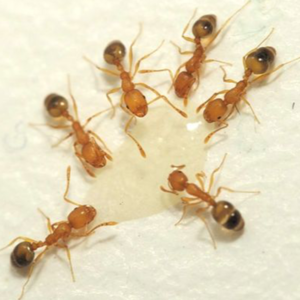 Pharaoh Ant identification in Winston-Salem |  McNeely Pest Control, Inc