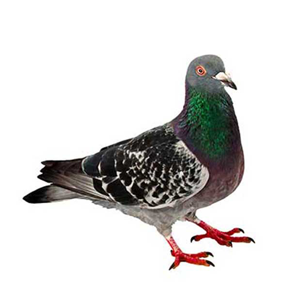 Pigeon identification in Winston-Salem |  McNeely Pest Control, Inc