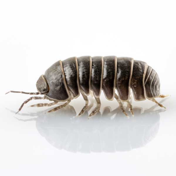 Pillbug identification in Winston-Salem |  McNeely Pest Control, Inc