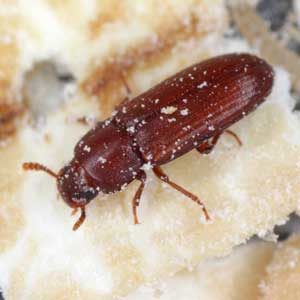 Red Flour Beetle identification in Winston-Salem |  McNeely Pest Control, Inc