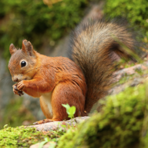 Red Squirrel identification in Winston-Salem |  McNeely Pest Control, Inc