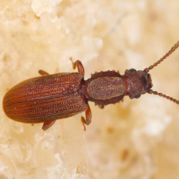 Sawtoothed Grain Beetle identification in Winston-Salem |  McNeely Pest Control, Inc