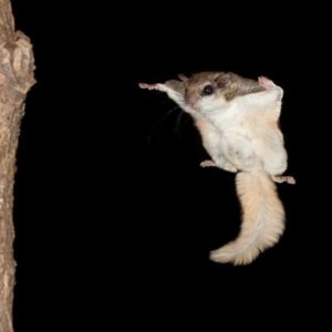 Southern Flying Squirrel identification in Winston-Salem |  McNeely Pest Control, Inc