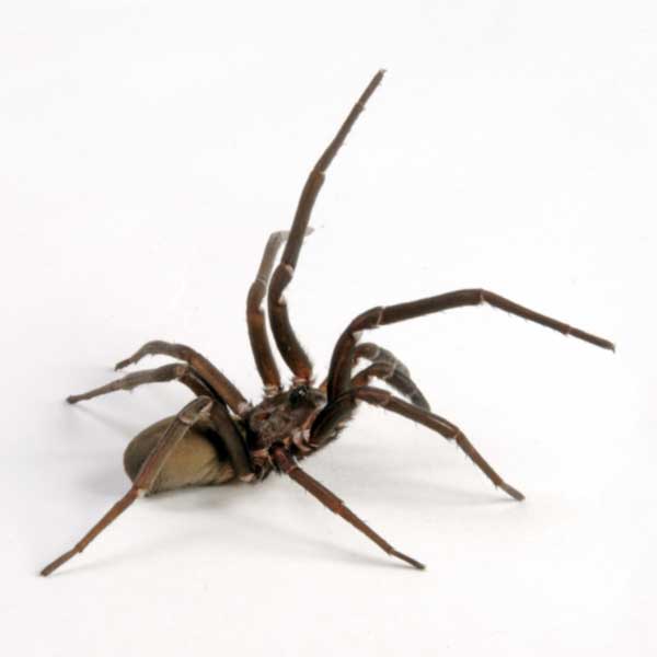 Southern House Spider identification in Winston-Salem |  McNeely Pest Control, Inc