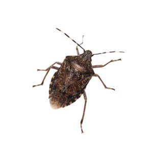 Stink Bug identification in Winston-Salem |  McNeely Pest Control, Inc