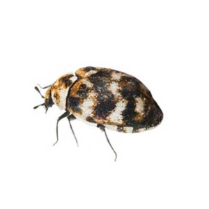 Varied Carpet Beetle identification in Winston-Salem |  McNeely Pest Control, Inc