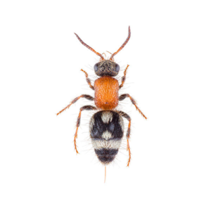 Velvet Ant Wasp identification in Winston-Salem |  McNeely Pest Control, Inc