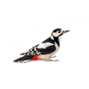 Woodpecker identification in Winston-Salem |  McNeely Pest Control, Inc